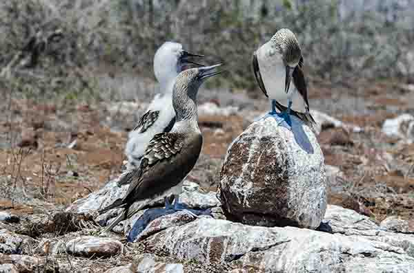 Piquero de Patas Azules - isla Seymour Norte - islas Galápagos - Ecuador 19.jpg